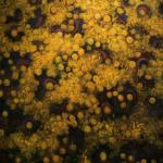 IMG_3161_resize